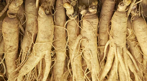 Ginseng – Interview mit Deutschlands Top-Spezialisten, Dr. Schmidt-Bader